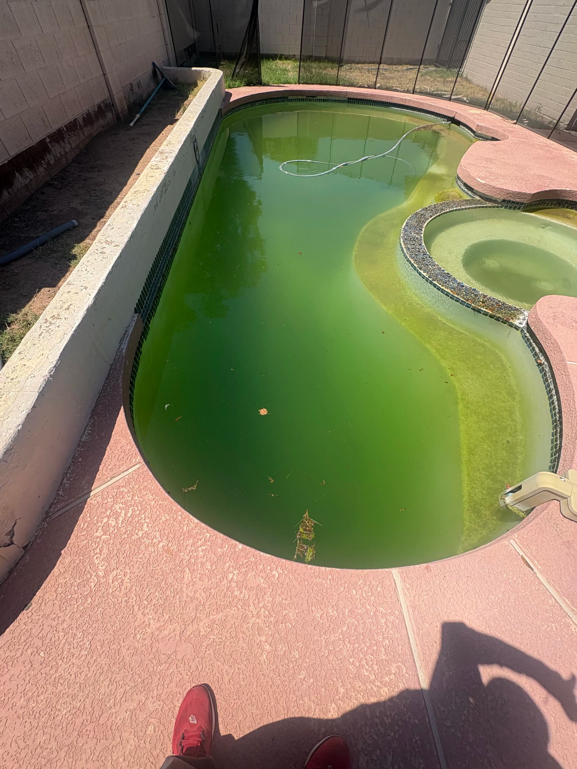 Gallery photos for Arizona Green Pool Drain and Cleanup Done Right: Image #1