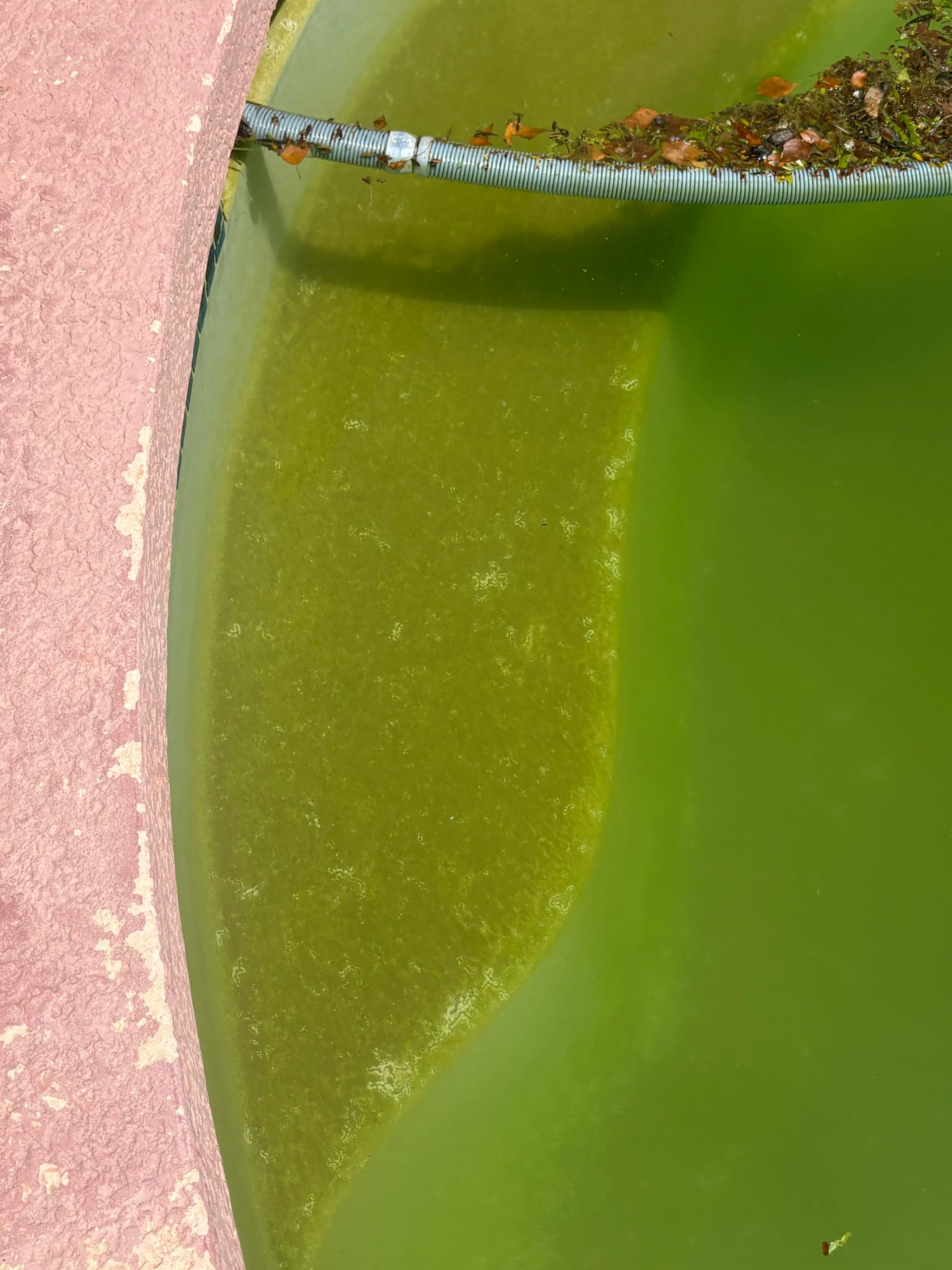 Arizona Green Pool Drain and Cleanup Done Right image